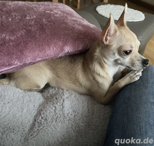 Chihuahua-Mix sucht neue Familie Bild 2