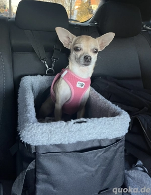 Chihuahua-Mix sucht neue Familie Bild 3