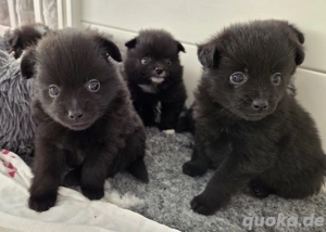 Pomchi Welpen Pomeranian    Chihuahua 