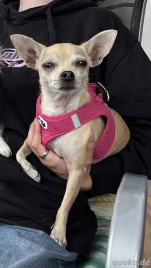 Chihuahua-Mix sucht neue Familie Bild 4