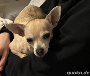 Chihuahua-Mix sucht neue Familie Bild 8