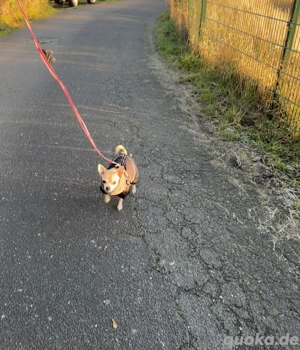 Chihuahua-Mix sucht neue Familie Bild 10