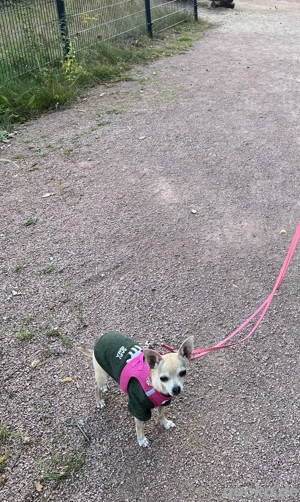 Chihuahua-Mix sucht neue Familie Bild 7