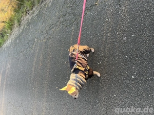 Chihuahua-Mix sucht neue Familie Bild 9