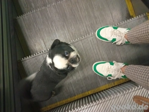 Angelo mops sucht neues zuhause