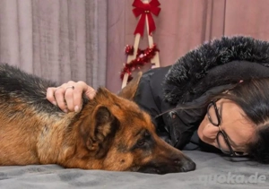 Rea, intelligente und junge Deutsche Schäferhündin Bild 4