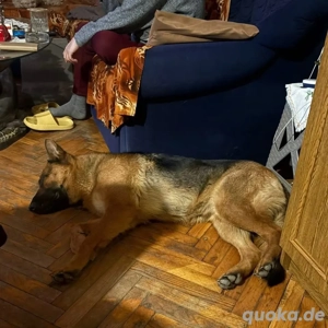 Rea, intelligente und junge Deutsche Schäferhündin Bild 5