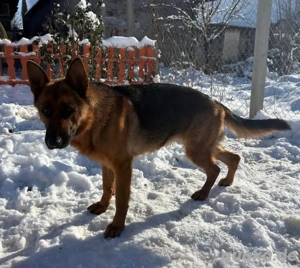 Rea, intelligente und junge Deutsche Schäferhündin Bild 9