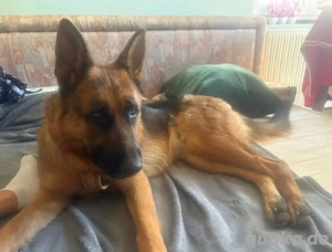 Rea, intelligente und junge Deutsche Schäferhündin Bild 6