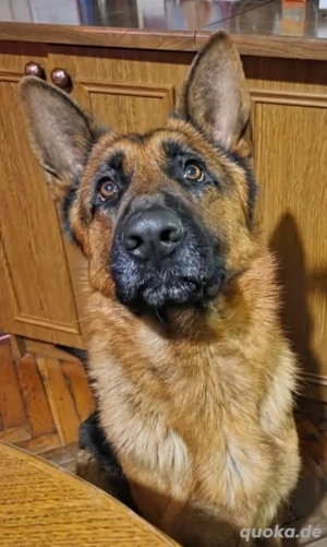 Rea, intelligente und junge Deutsche Schäferhündin Bild 2