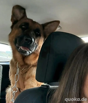 Rea, intelligente und junge Deutsche Schäferhündin Bild 7