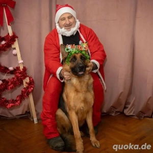 Rea, intelligente und junge Deutsche Schäferhündin Bild 3