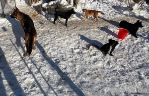 Rea, intelligente und junge Deutsche Schäferhündin Bild 10