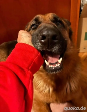 Rea, intelligente und junge Deutsche Schäferhündin Bild 8