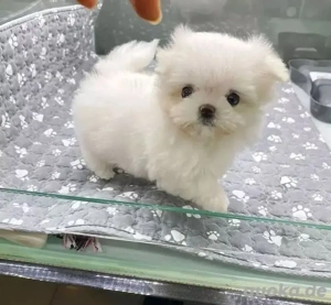 Zwei Maltipoo-Welpen suchen ein neues Zuhause.