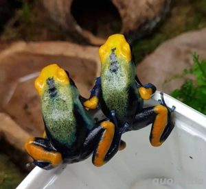 Dendrobaten, Phyllobates, Ranitomeya und Unken. 