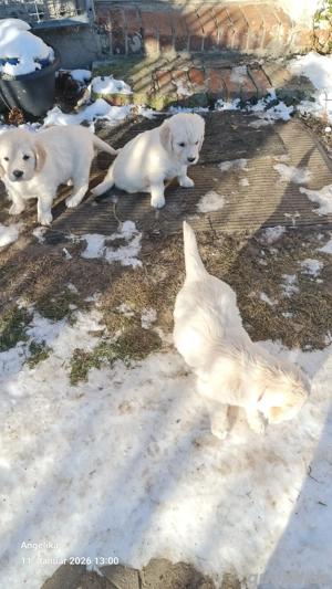 Golden Retriever Welpen 