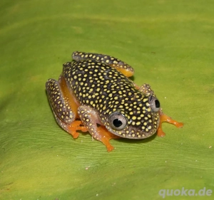 Dendrobaten, Ranitomeya, Phyllobates, Laubfrosch, Riedfrosch und Unken