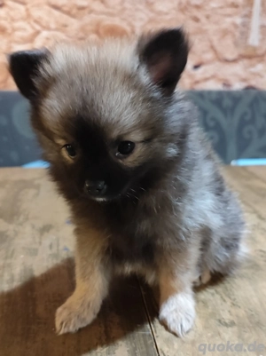 Chihuahua Pomeranian Pomchi Welpe Rüde geb. 08.11.2025