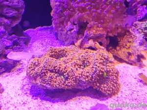 Florida-Scheibenanemone Ricordea florida Orange grün