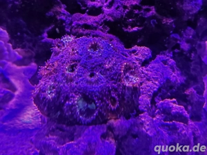 Acanthastrea koralle Meerwasser 