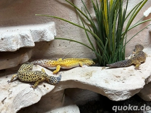 5 Leopardgeckos 