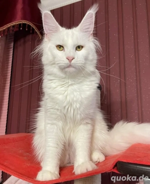 Süße Maine-Coon-Kätzchen (männlich und weiblich) suchen ein liebevolles Zuhause. Nur für ernsthafte 