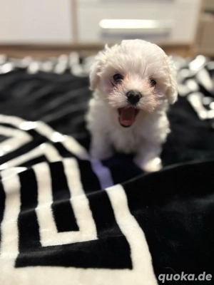 Malteser Welpen