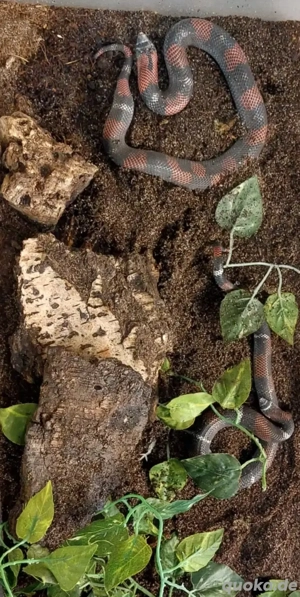 1,1 Xenodon pulcher, dreifarbige Hakennasennatter,  Zuchtpaar