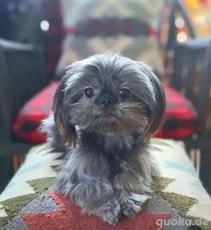 Shih Tzu-Welpen zur Adoption verfügbar.