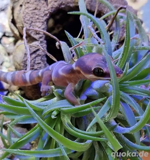 Verschiedene Geckos zur Abholung. 