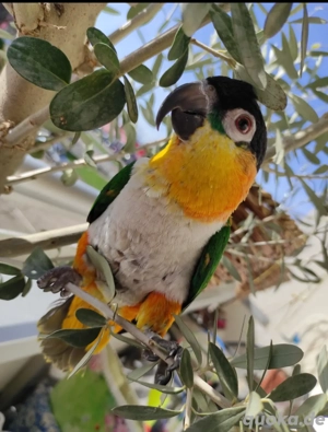 Grünzugel Papagei Mannlich