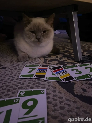 Britisch Kurzhaar Katze   liebevoll & verschmust, sucht ein neues Zuhause