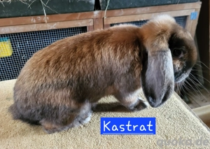 Wunderschöner Zwergwidder (Zwergkaninchen) KastratSatin, 