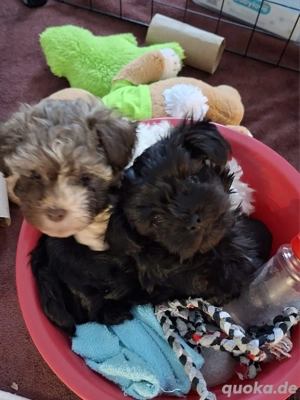 Süße Bolonka Zwetna welpen