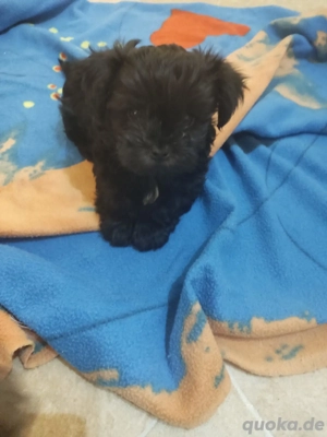 Süße Bolonka Zwetna welpen