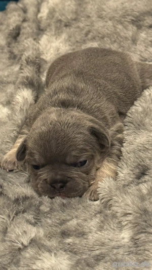Französische Bulldoggen Welpen