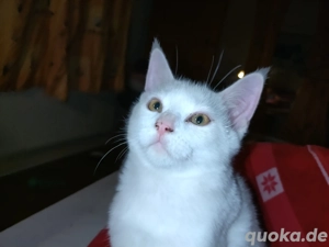 MainCoon x BKH EKH Mix 