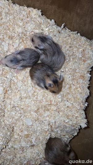Goldhamster babys