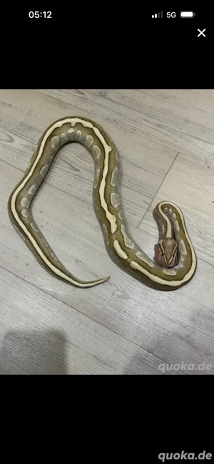 verkaufe meine Königspython