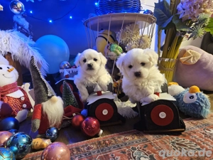 Zuckersüße Malteser-Welpen 