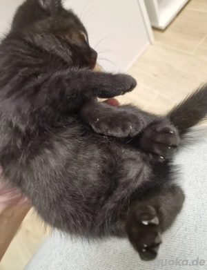 BKH kitten black smoked 