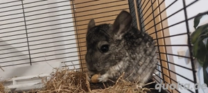 Chinchilla Pärchen 