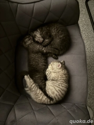 Süße Bkh Ekh mix suchen liebevolles zuhause