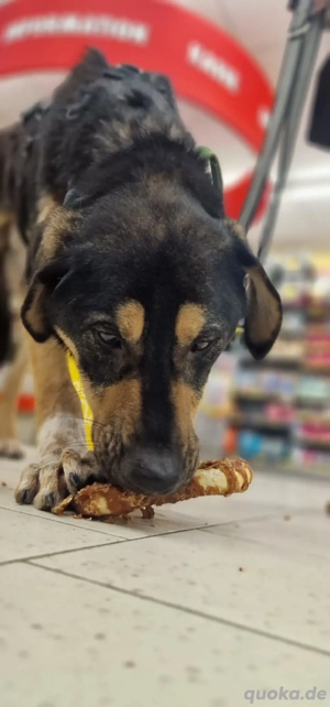 Cello, ein Herz aus dem Tierschutz 