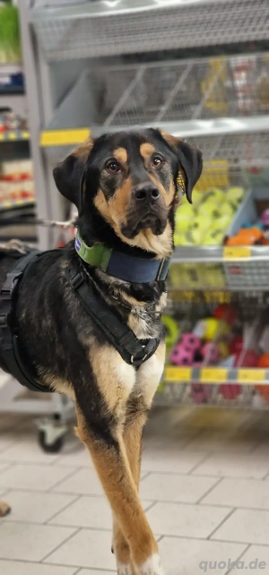 Cello, ein Herz aus dem Tierschutz  Bild 2