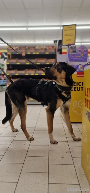 Cello, ein Herz aus dem Tierschutz  Bild 4