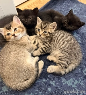 Vier BKH-Kitten suchen ein liebevolles Zuhause