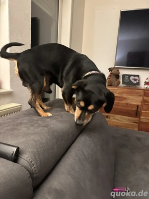 Jack Russelle Terrier