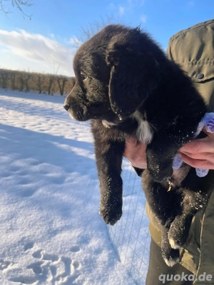 Süßer Golden Aussie Welpe, Rüde,  mit Papiere (Ahnenpass) für Therapie und Familie
